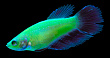 Петушок GloFish (самка) ассорти